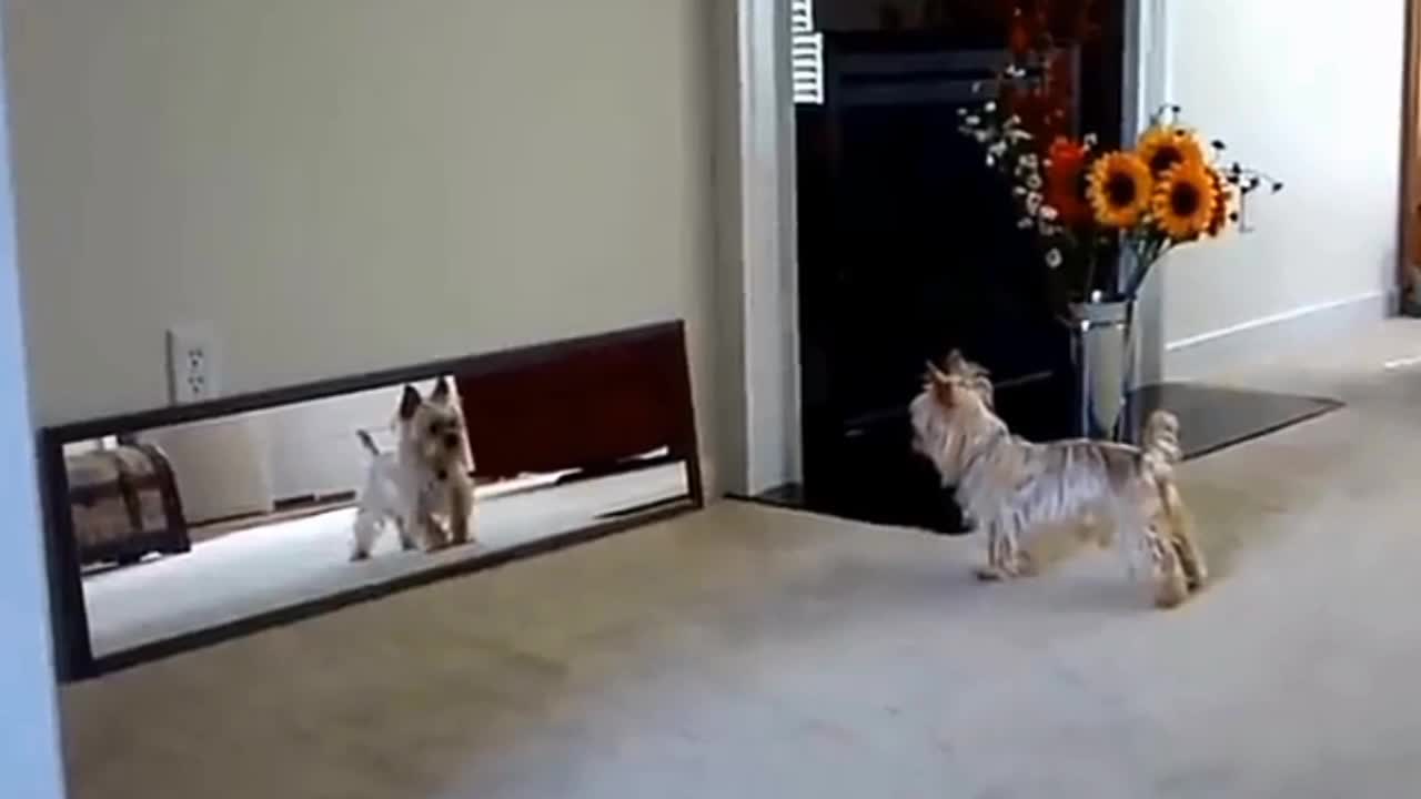 A dog funny clips in home see his mirror image