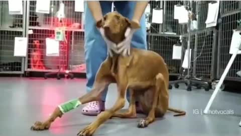 Look how strong the disabled dog is