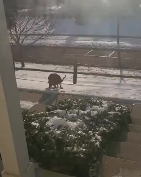 This dog is so funny 😂😂