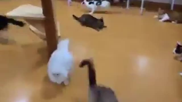 funny cat scares