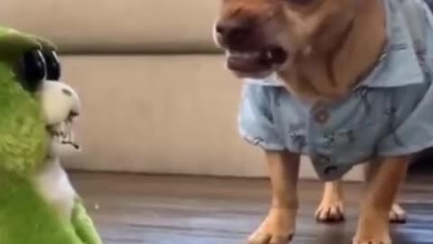 Try not to laugh with funny animals