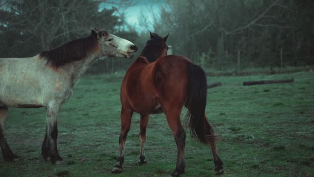 horses showing affection