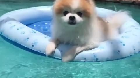 Cute and funny dog compilation videos