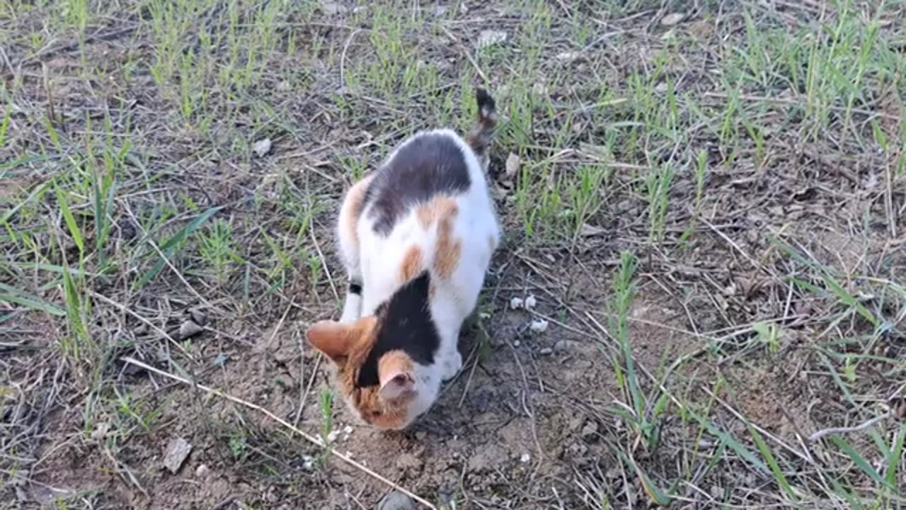 I gave food to the little cat that lives outside. This cat is very cute.