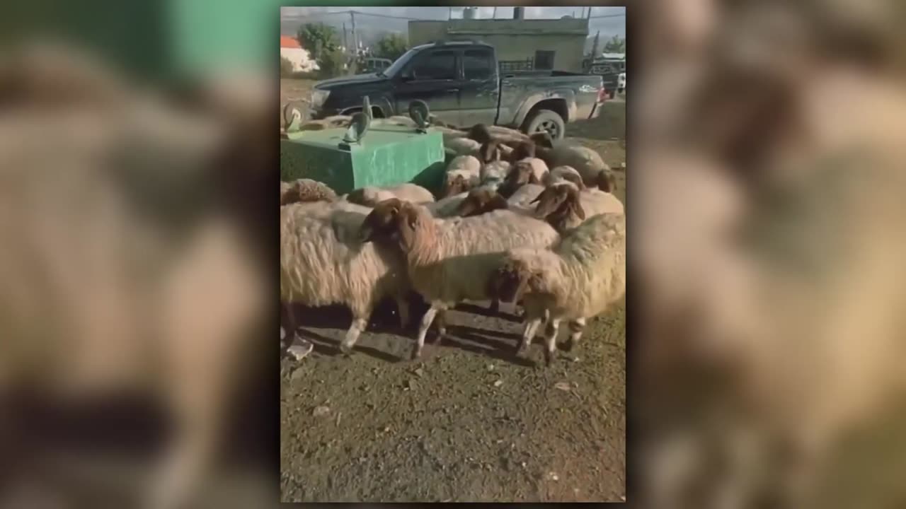 Előre megyünk, előre megyünk, előre megyünk