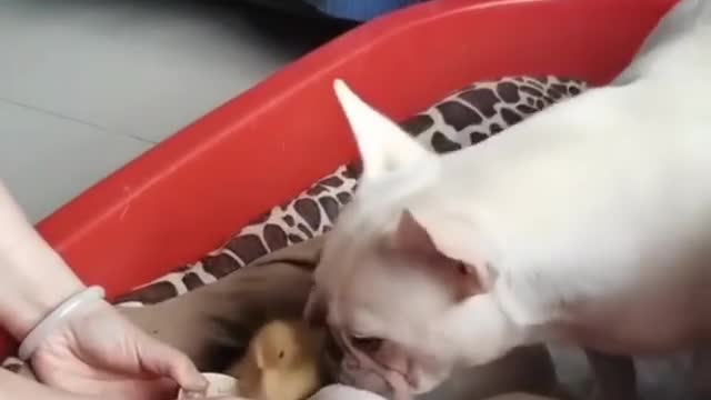 She wants to raise duck 🦆 with her babies 🦆🐕💕