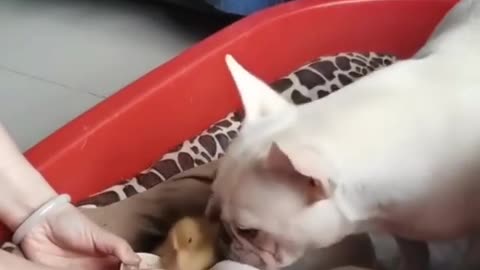 She wants to raise duck 🦆 with her babies 🦆🐕💕