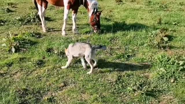 Just a puppy taking his horse for a walk