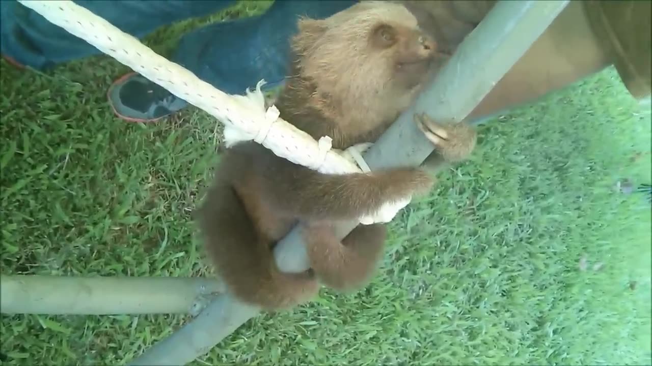 Baby Sloth