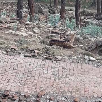 Deer are Sitting in the Park Dehradun Zoo, Dehradun, Uttarakhand, India