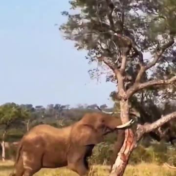 elephant knocks down tree