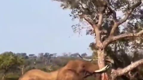 elephant knocks down tree