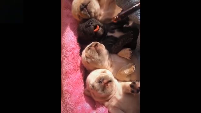 Funny and cute animals (7)