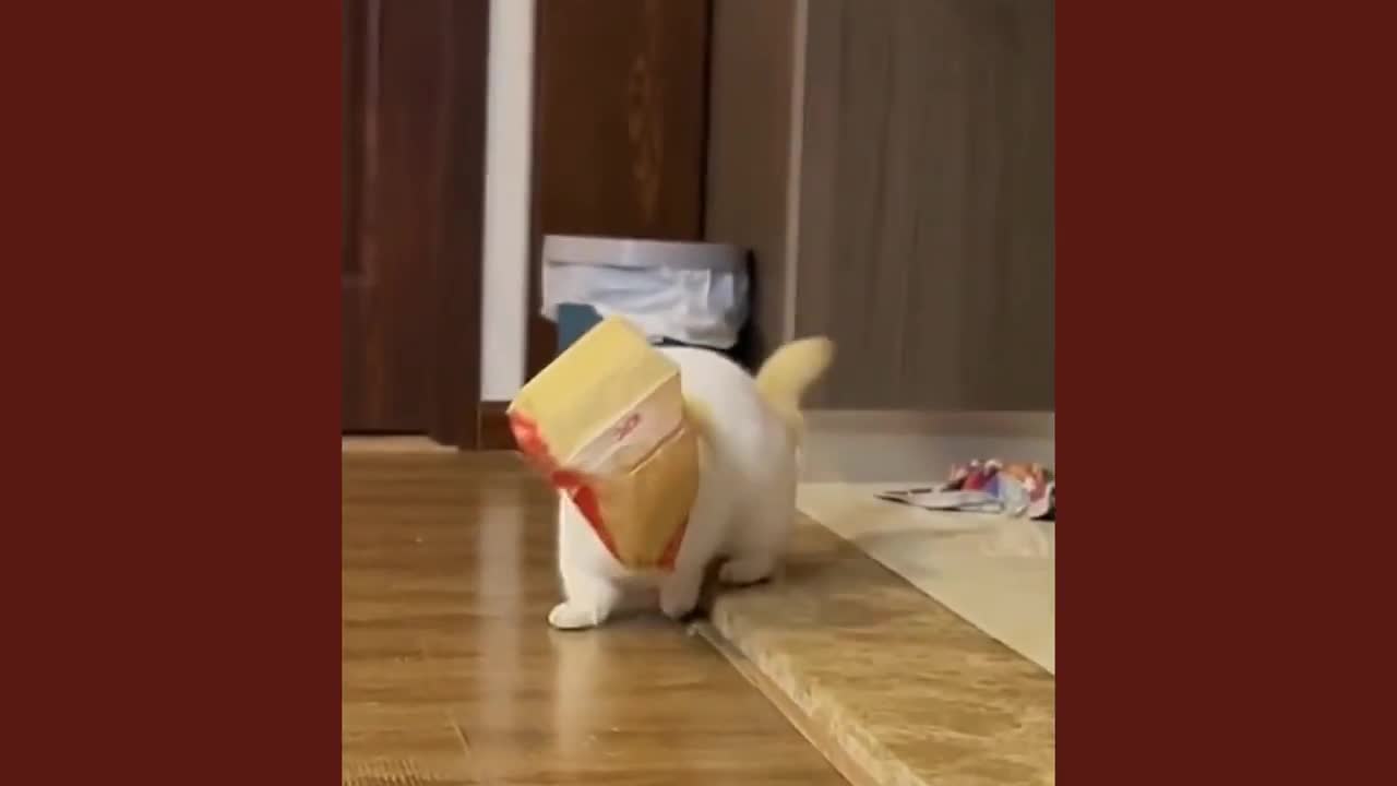 cat funny video
