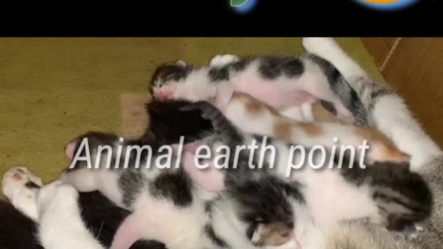 Cut babay cat | new born babay cat