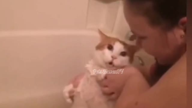 Cat Hates Bath | Funny Reactions on water | dont try to hold baak your laughter | Pets HavenTV
