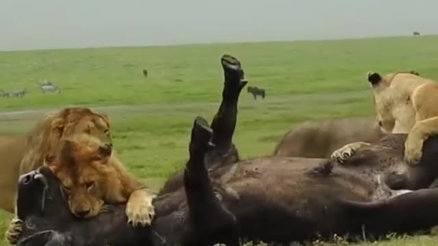 Lion Hunt Buffalo