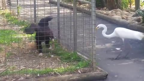 Animal Antics: The Ultimate Funny Pet Compilation