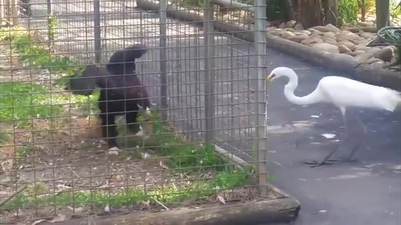 Animal Antics: The Ultimate Funny Pet Compilation