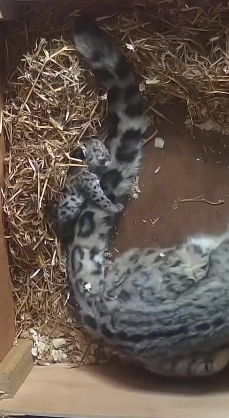 Newborn snow leopard cub cuddles with mother’s tail