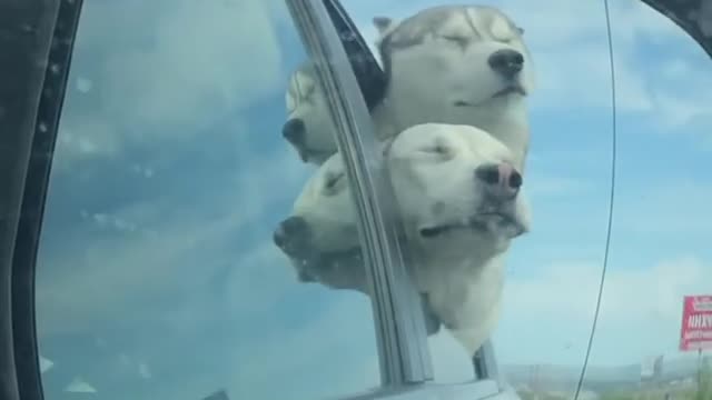 Two happy huskies catching the wind