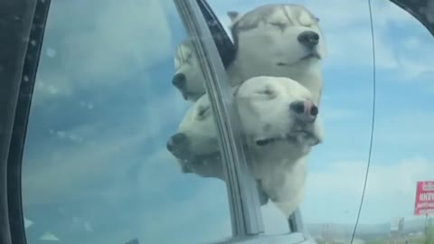 Two happy huskies catching the wind