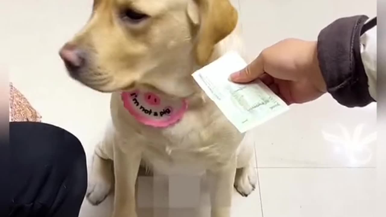 Funy dog