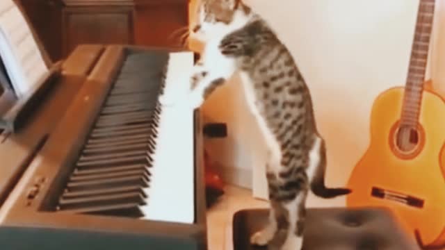 Funny Cat - Don't try to hold back Laughter