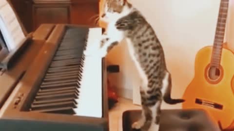 Funny Cat - Don't try to hold back Laughter