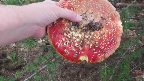 Huge Amanita: Gone mushrooming