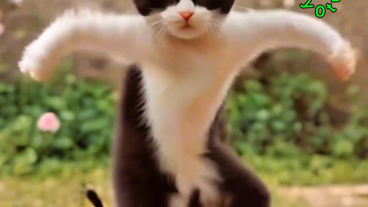 Viral cat 😺 dance