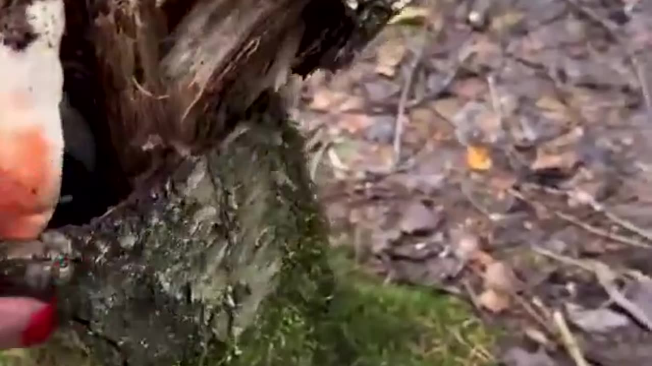 Cutting a dead tree to find a mushroom inside 😮