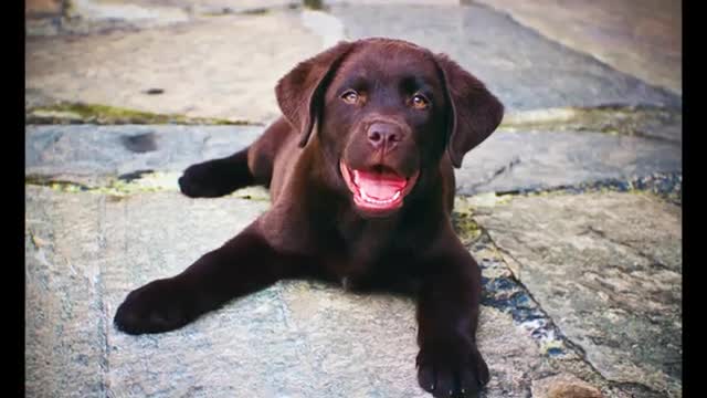 Baby Dog beautiful the best video