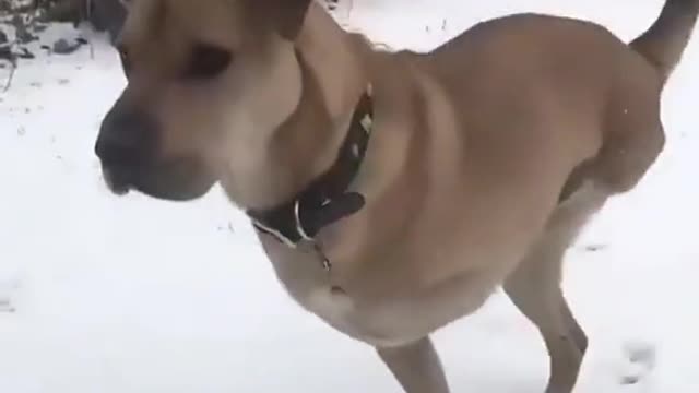 Brave Dog Not Loss heart and Struggle