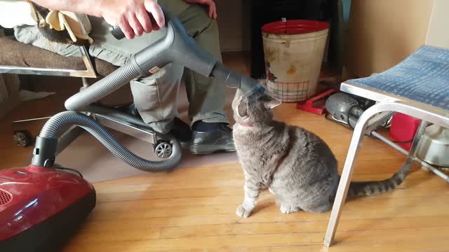 Cat can't get enough of the vaccuum cleaner