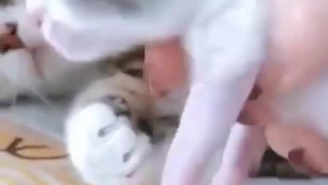 animal laughter