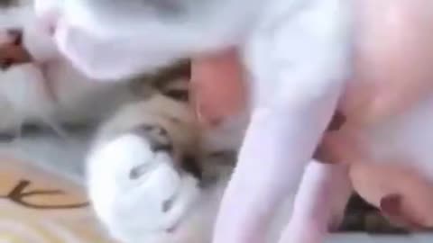 animal laughter