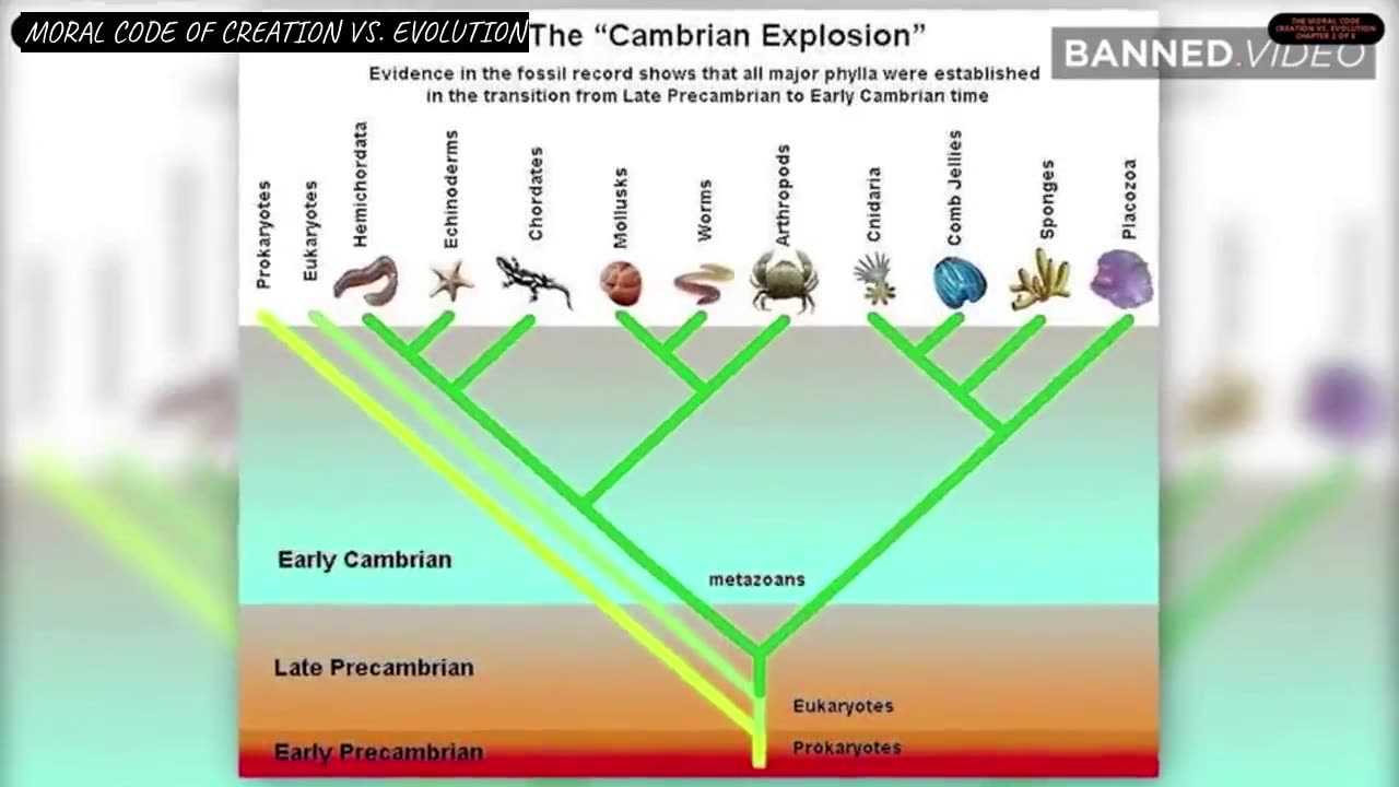 Moral Code of Creation vs. Evolution - SealOfLife.com