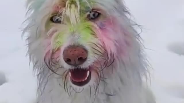 Holi with Dogs (AustralianShepherd) #Dog #Holi |cutest overloaded |