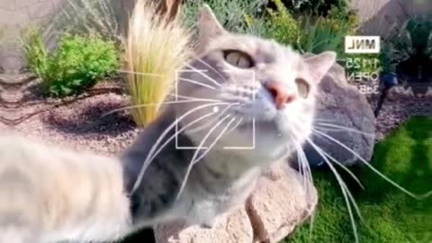 The cat who likes taking selfies and its friends