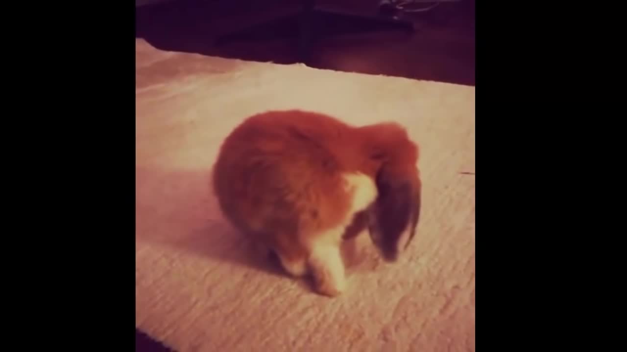 Funny Baby Bunny Rabbit Videos #2 - Cute Rabbits Compilation