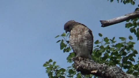 Broad-winged hawk