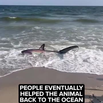 Large shark washed ashore