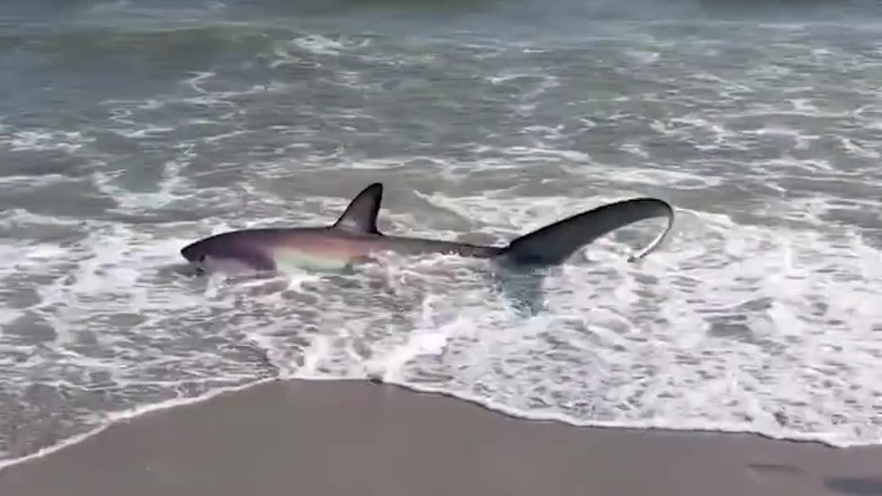 Large shark washed ashore