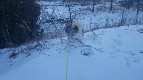 Husky looking for Mice