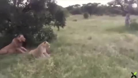 Pig Vs Lions