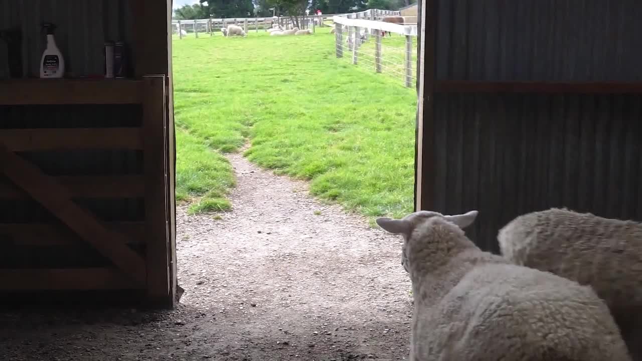 Fat lambs