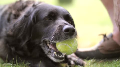 Dog Chewing Tennis Ball