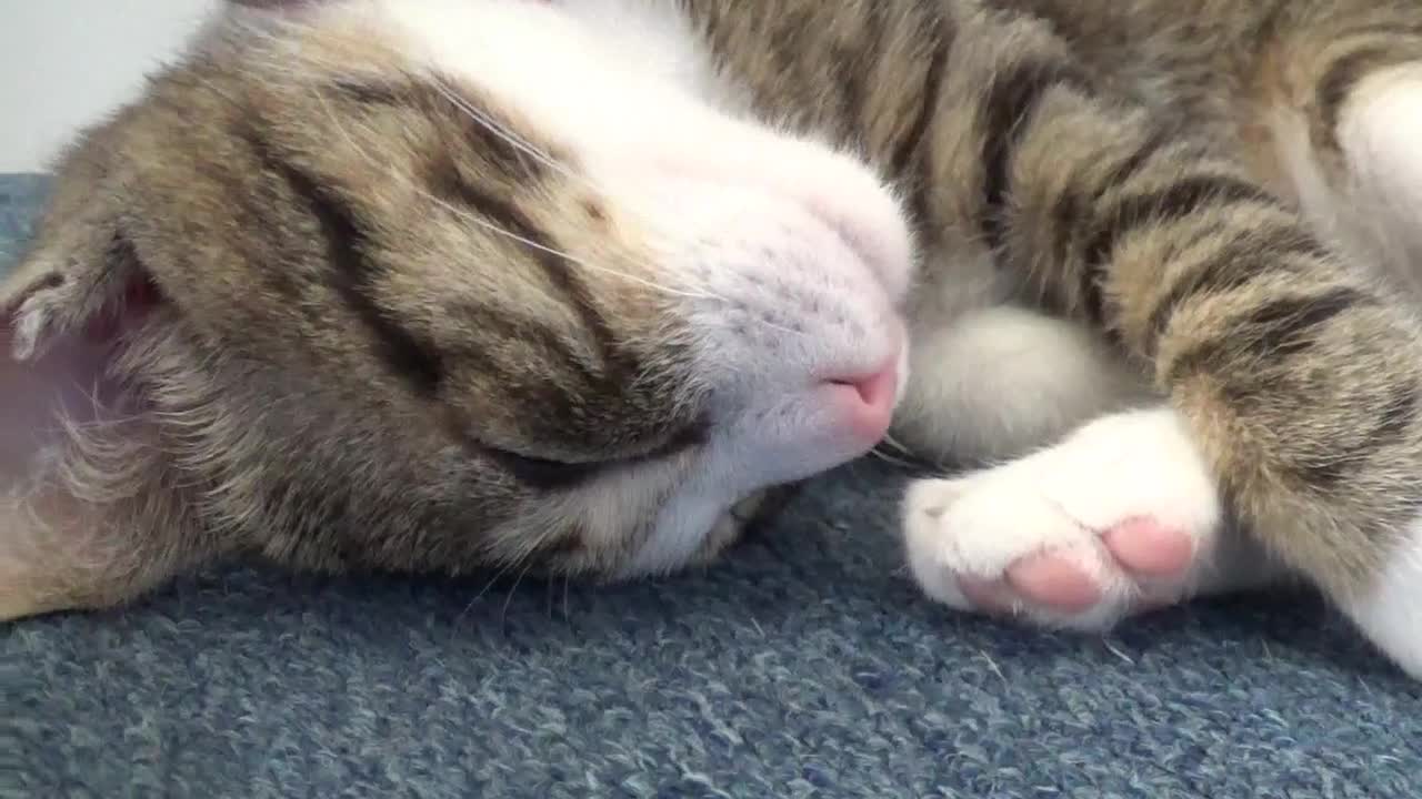 Cute Baby Cat Covers His Eyes with His Paws