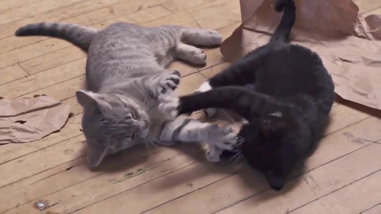 2 Kittens dancing in Slow Motion